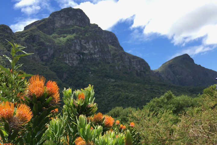 Discover the stunning landscapes of Kirstenbosch National Botanical Gardens featuring unique flora and lush greenery perfect for an immersive self-guided audio journey through nature's beauty.